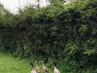 kacky