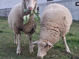 jahnata-na-predaj