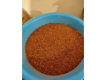 med-a-propolis-priamo-od-vcelara-mob-0918997289-small-2