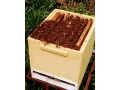 med-a-propolis-priamo-od-vcelara-mob-0918997289-small-3