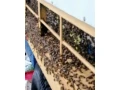 med-a-propolis-priamo-od-vcelara-mob-0918997289-small-4