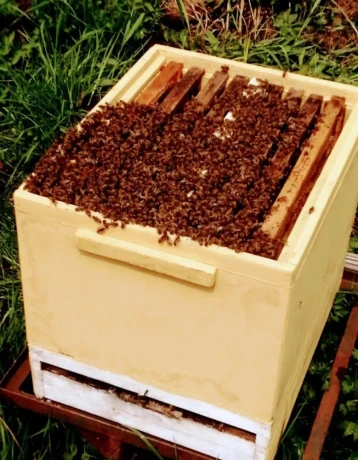 med-a-propolis-priamo-od-vcelara-mob-0918997289-big-3