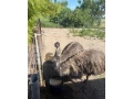 predam-emu-small-2