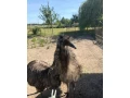 predam-emu-small-1