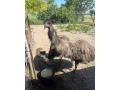 predam-emu-small-3