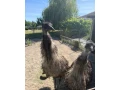 predam-emu-small-0