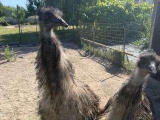 predam-emu