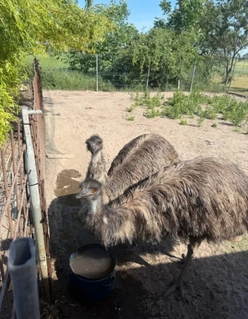 predam-emu-big-2