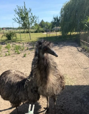 predam-emu-big-1