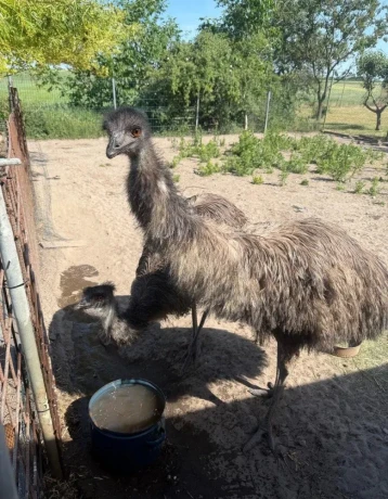 predam-emu-big-3