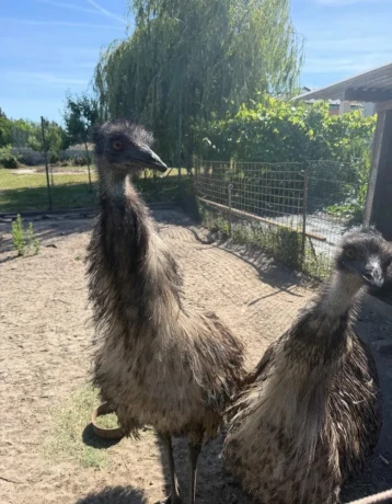 predam-emu-big-0