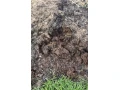 predam-mastalny-hnoj-small-2