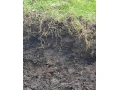 predam-mastalny-hnoj-small-3