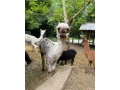 alpaka-small-4