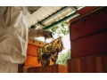 predam-vcely-small-2
