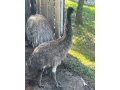 mlada-emu-s-testom-dna-small-0
