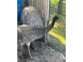 mlada-emu-s-testom-dna-small-1