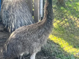 mlada-emu-s-testom-dna