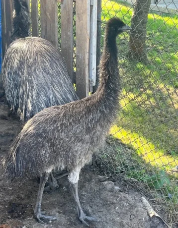 mlada-emu-s-testom-dna-big-0