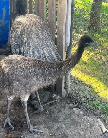 mlada-emu-s-testom-dna-big-1