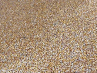 predam-suchu-kukuricu