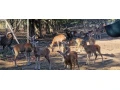 muflon-muflonkamuflonca-small-3