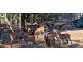 muflon-muflonkamuflonca-small-4