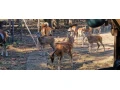 muflon-muflonkamuflonca-small-1