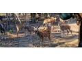 muflon-muflonkamuflonca-small-2