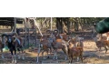 muflon-muflonkamuflonca-small-0