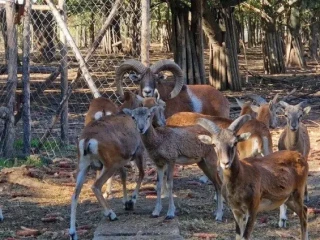 muflon-muflonkamuflonca