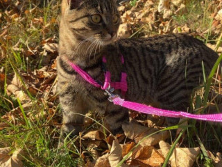 darujem-domacu-macicku