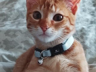 darujem-krasneho-5-mesacneho-kocurika