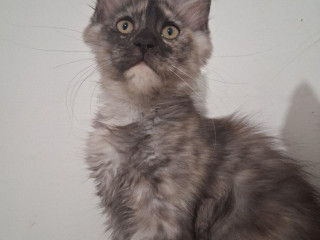 maine-coon