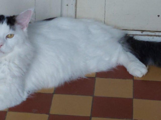 mainska-myvalia-mainne-coon-mco