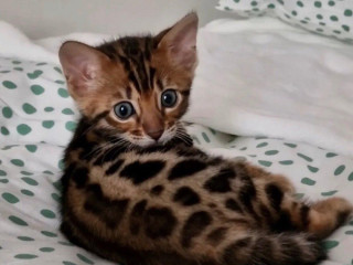 bengalske-maciatka-4915124985419-napiste-mi-na-whatsapp