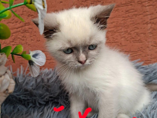 predam-britske-maciatka