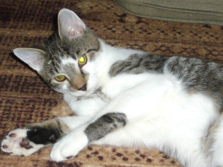 stale-caka-na-dobru-rodinku