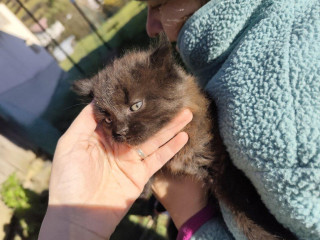 poloperzske-maciatko