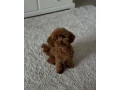 rozkosne-steniatka-toy-pudla-small-2
