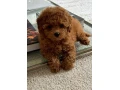 rozkosne-steniatka-toy-pudla-small-3