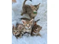 k-dispozicii-krasne-maciatka-servala-a-savanovej-macky-generacia-f1whatsapp-237-69226-8747-small-0