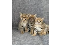 k-dispozicii-krasne-maciatka-servala-a-savanovej-macky-generacia-f1whatsapp-237-69226-8747-small-3