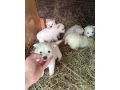 nemecky-spic-small-2