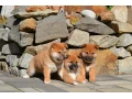 shiba-inu-small-4