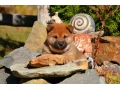 shiba-inu-small-2