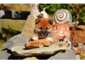 shiba-inu-small-1