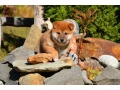 shiba-inu-small-0