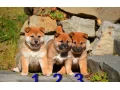 shiba-inu-small-3