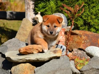 shiba-inu